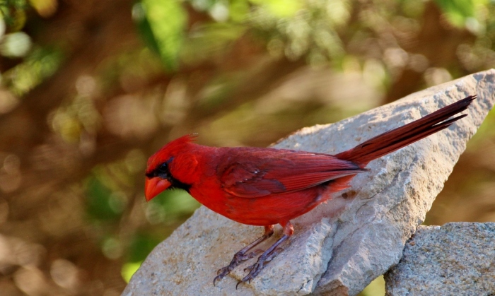 Northern Cardinal (47) (1024x614)